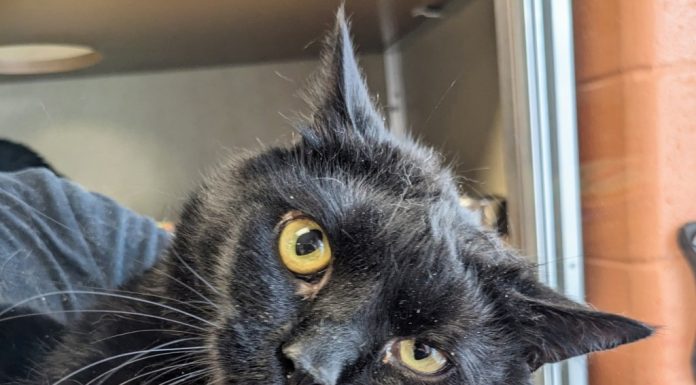 Meet these adoptable pets at the Virginia Beach SPCA – Daily Press