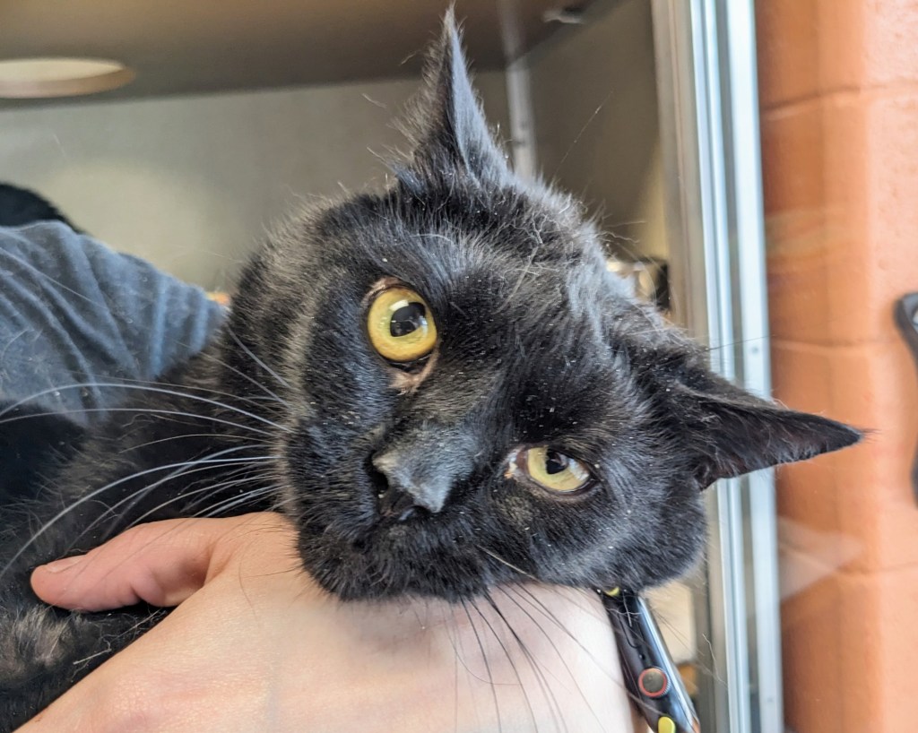 tvc-l-adoptable-pets1-0820.jpg