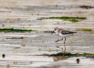 Ghost crab, dolphins, least sandpiper spotted in and around Hampton Roads – Daily Press