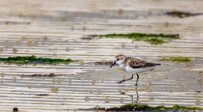 Ghost crab, dolphins, least sandpiper spotted in and around Hampton Roads – Daily Press