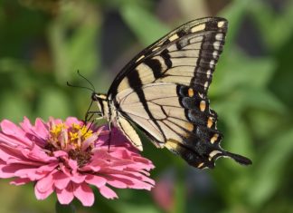 Planting for pollinators — except for bees