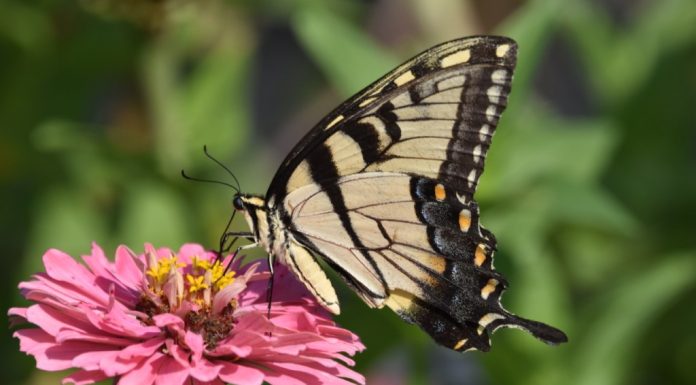 Planting for pollinators — except for bees